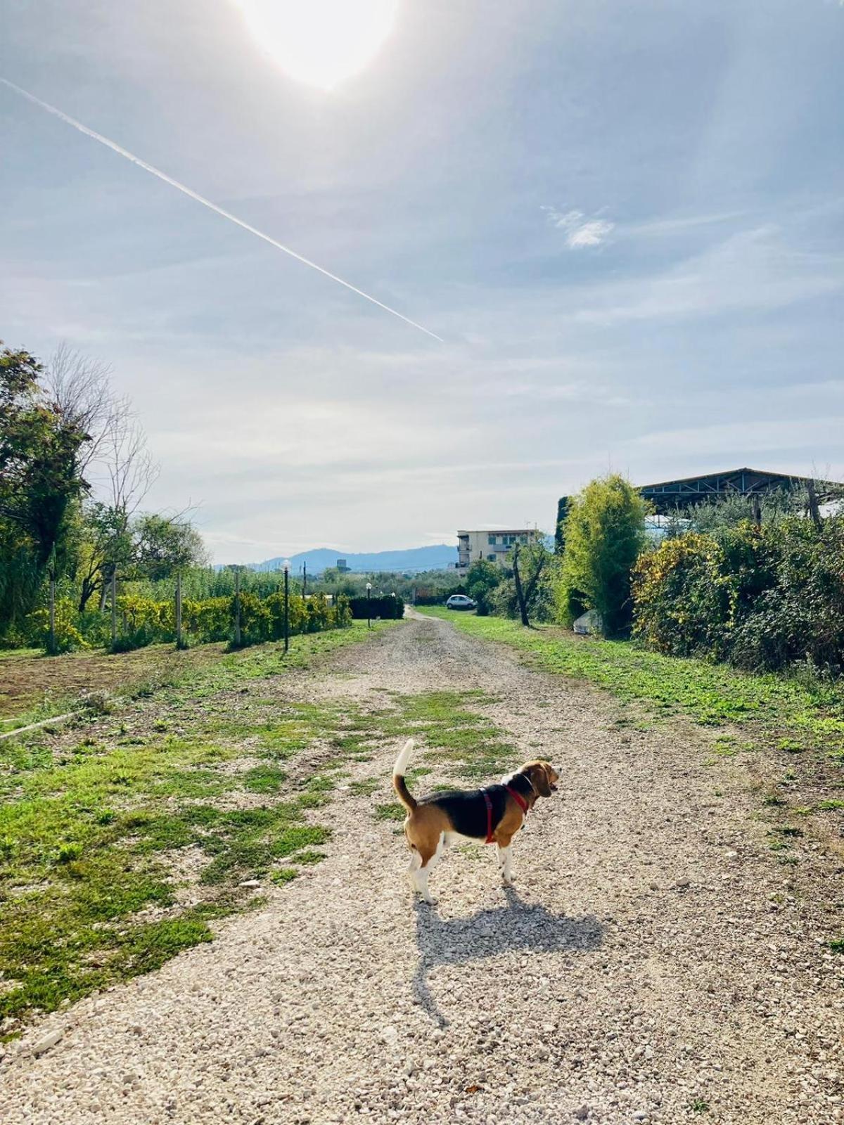 Villa Bubu, Appartamento Country-Chic Rome Exterior photo